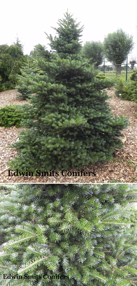 Abies koreana 'Eisregen'